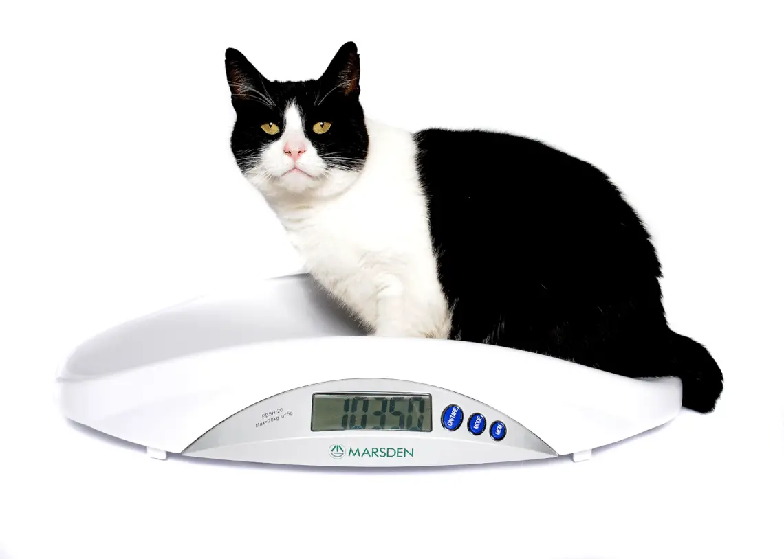 How To Get A Cat To Gain Weight