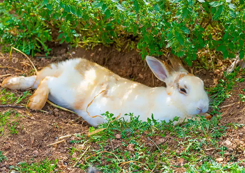How Long Do Rabbits Sleep