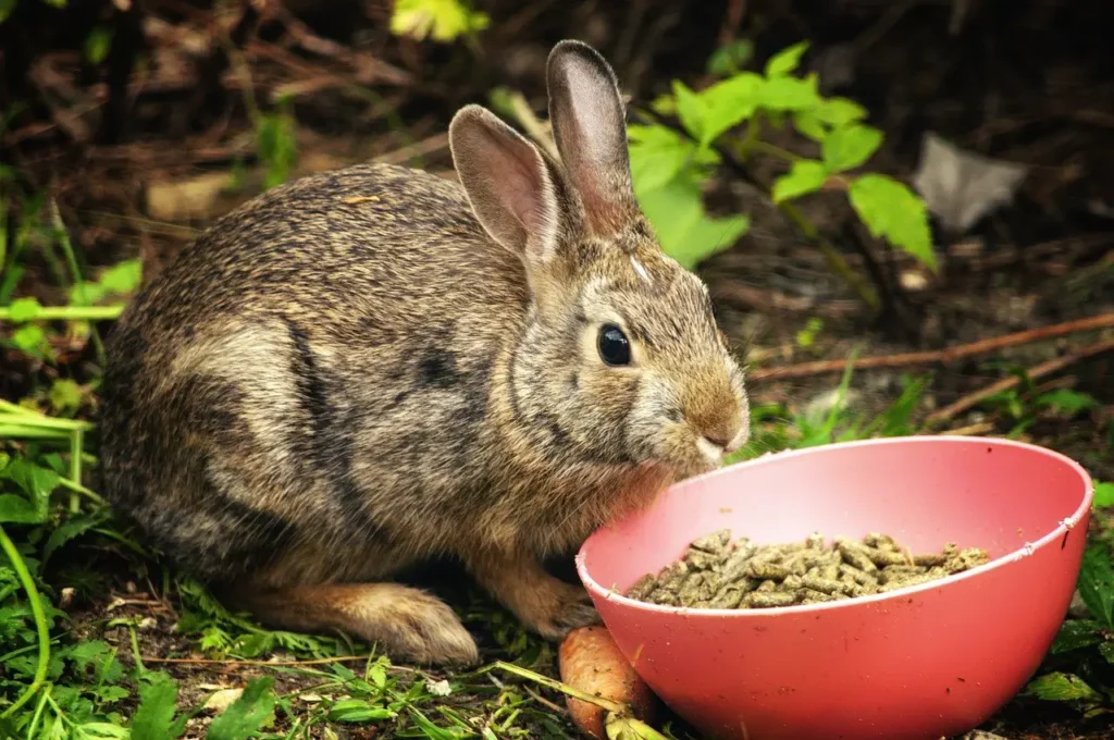 How Much Pellets To Feed A Rabbit