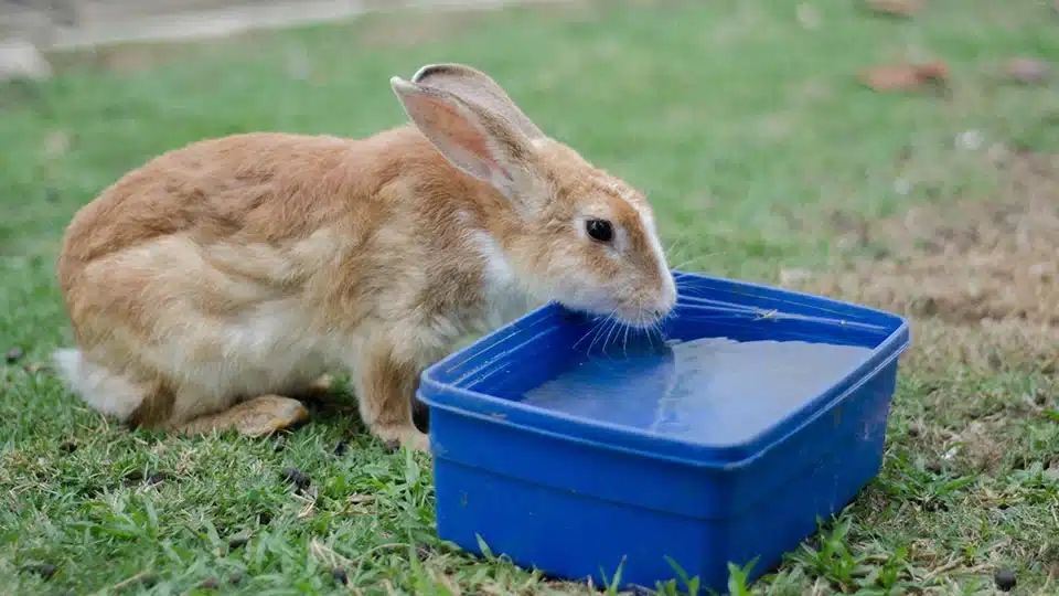 How Long Can Rabbits Go Without Water