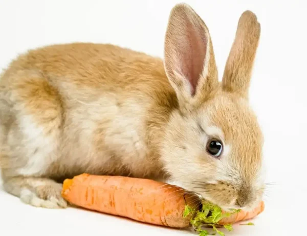 Are Carrots Bad For Rabbits