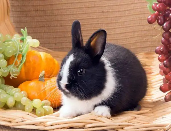 Do Rabbits Eat Grapes
