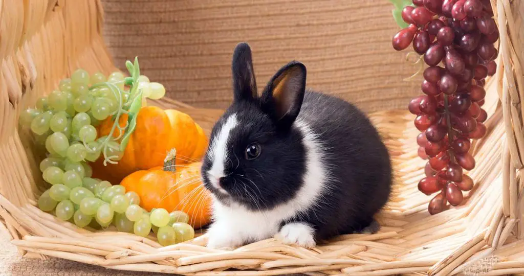 Do Rabbits Eat Grapes