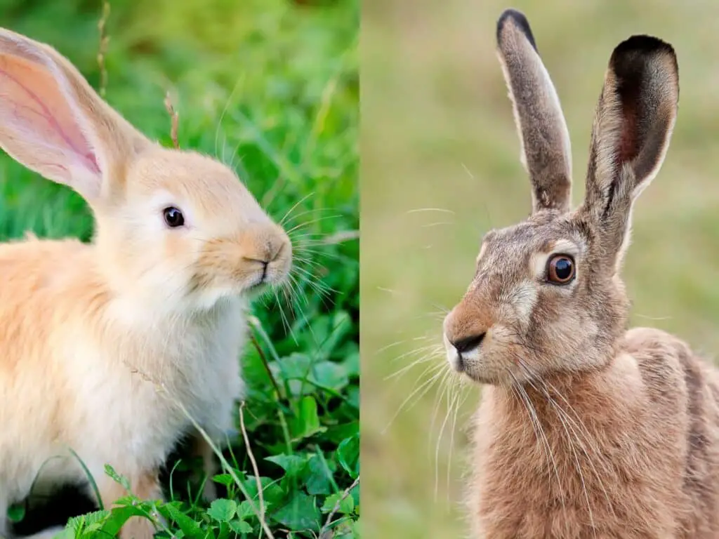 What Is The Difference Between A Hare And A Rabbit