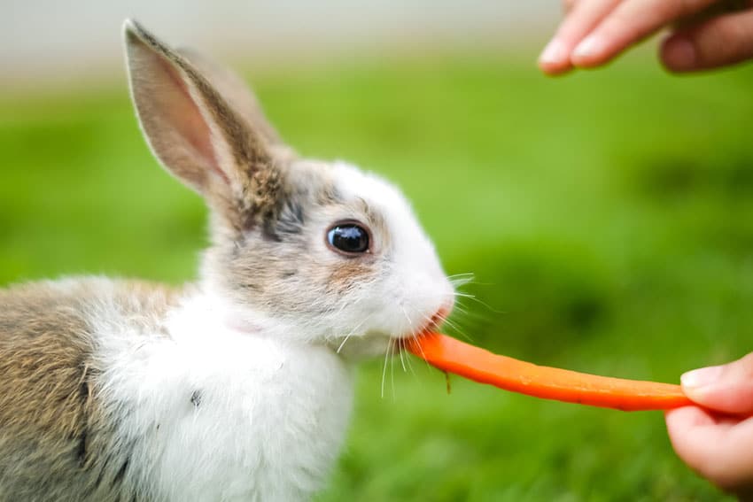 What Do Wild Rabbits Eat