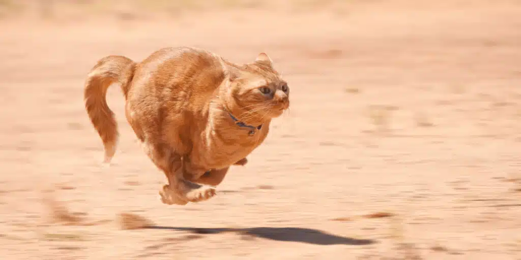 How Fast Is A Cat 