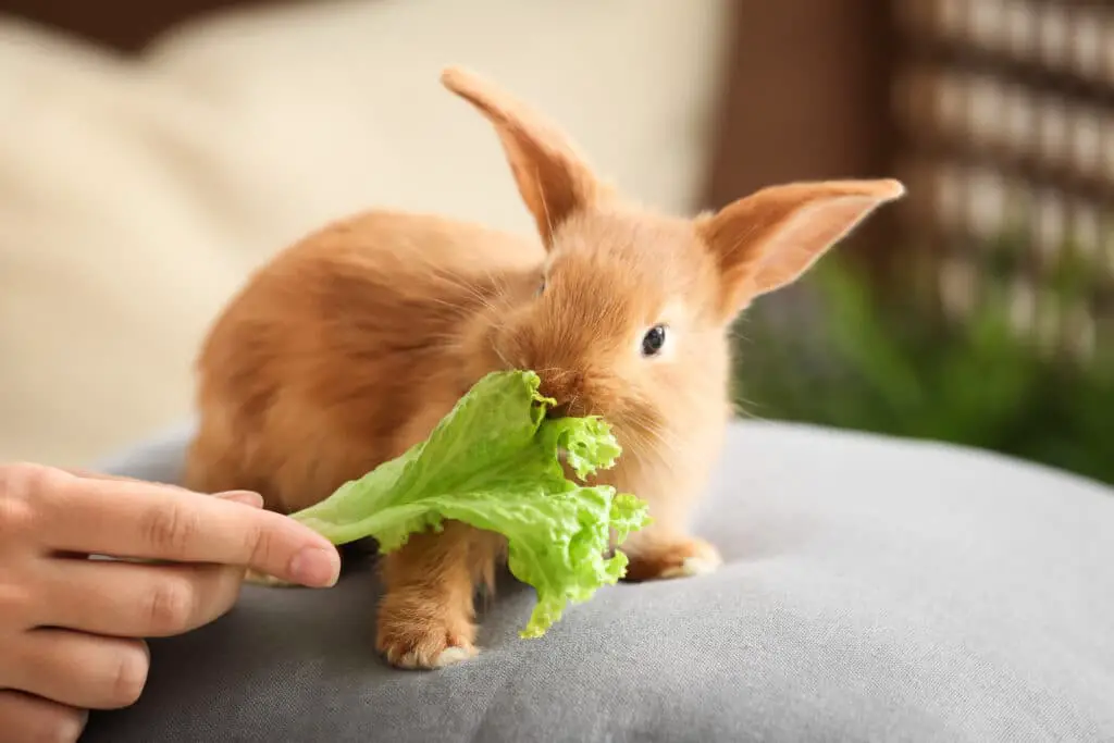 What Do Rabbits Like To Eat