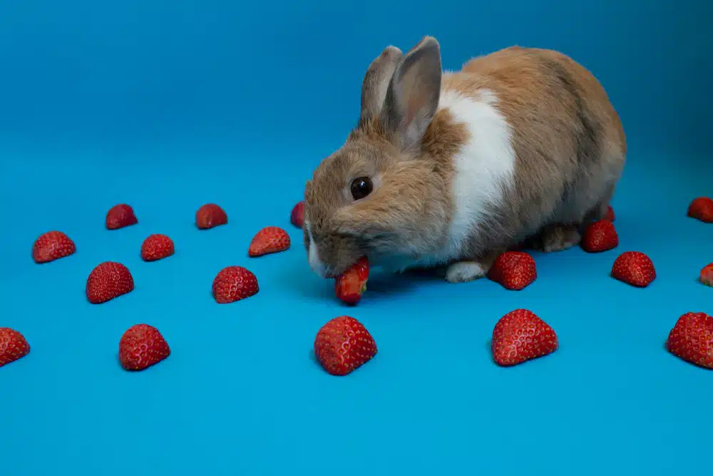 What Fruits Can Rabbits Eat