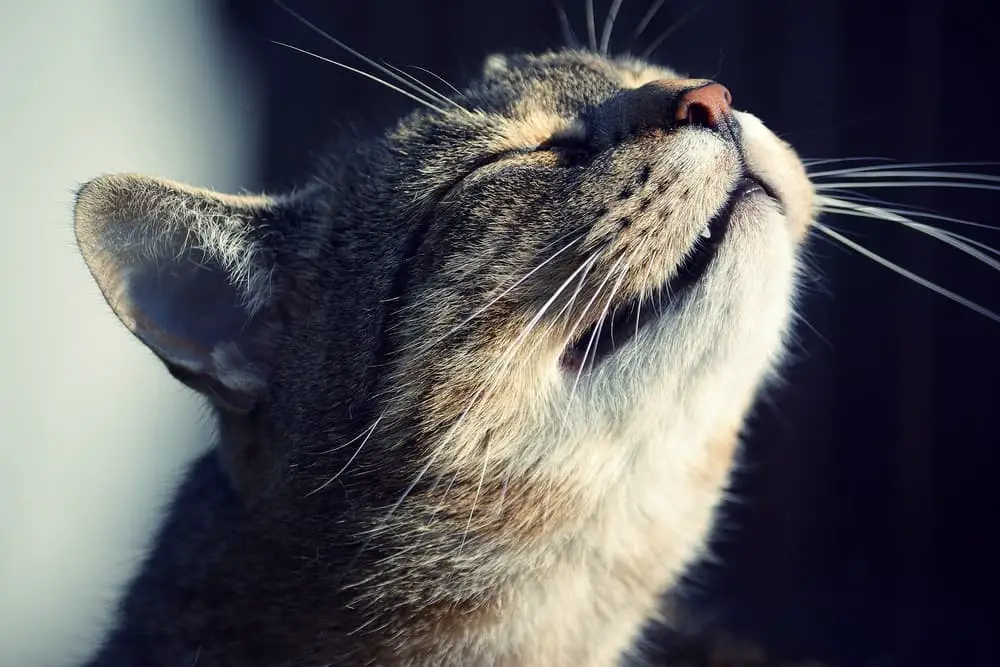 Do Cats Have A Good Sense Of Smell