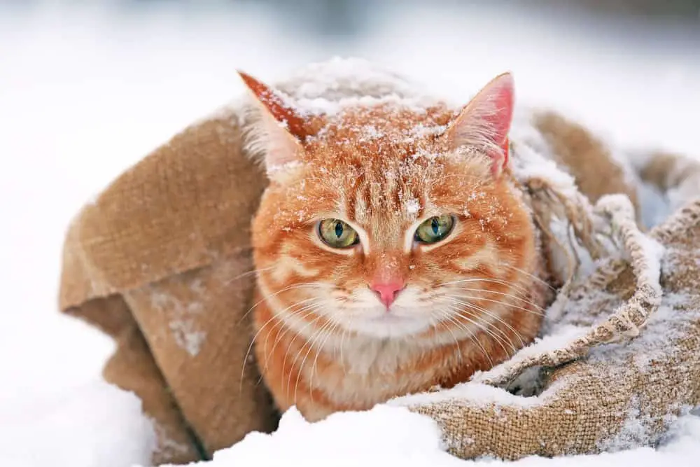 What Temperature Is Too Cold For Cats