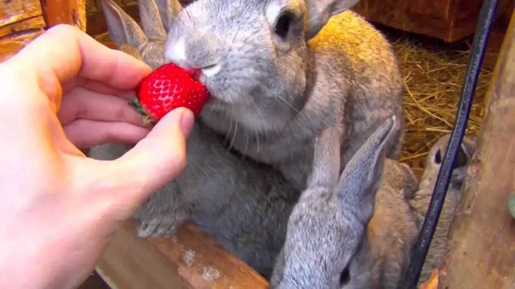 Can Rabbits Eat Strawberry
