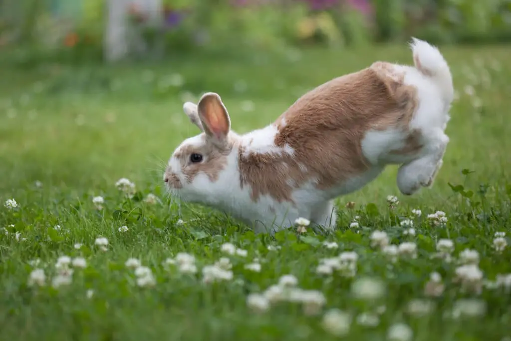 How To Keep Rabbits Out Of Yard