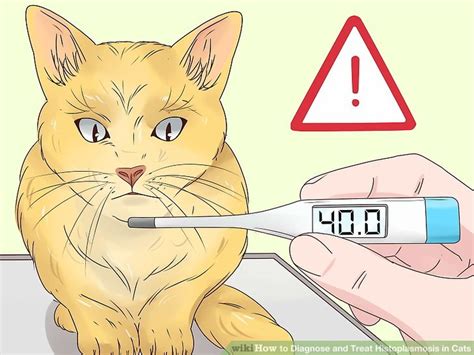 What Temperature Do Cats Like