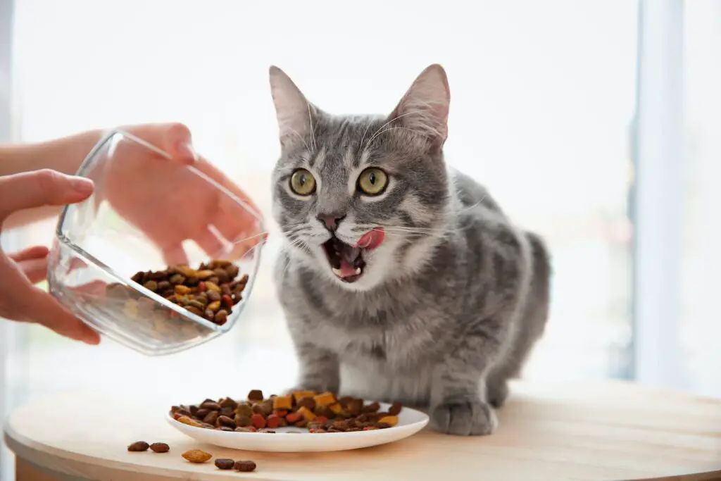 What To Feed An Older Cat That Is Losing Weight