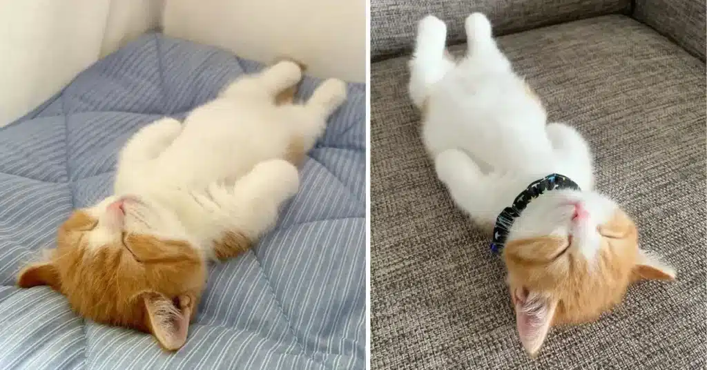 How To Put A Cat To Sleep Instantly 
