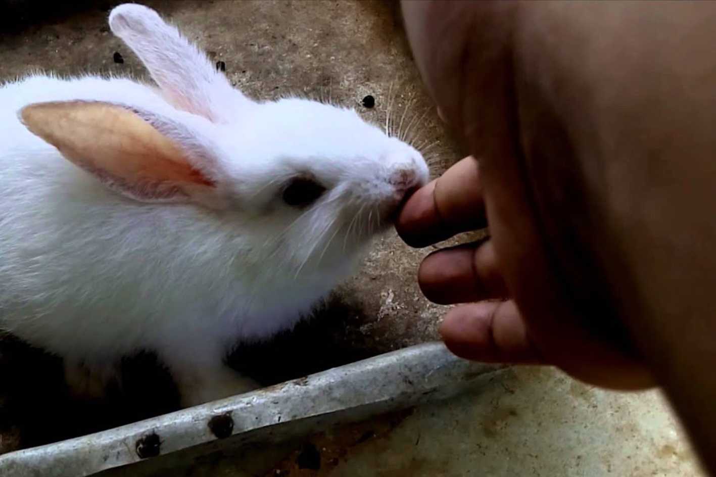 Do Rabbits Bite Teeny Tiny Tails