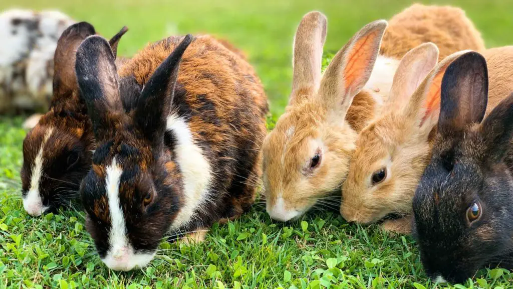 How Long Do Rabbits Live As Pets 