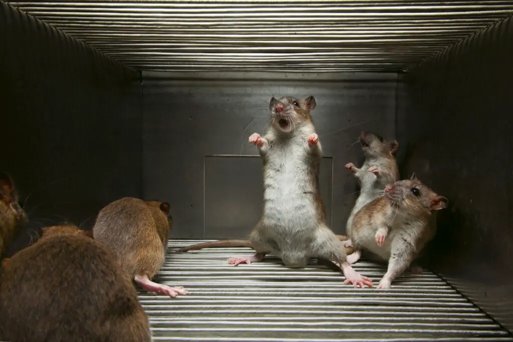 Where Do Rats Live