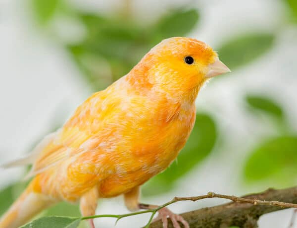 What Color Are Canaries