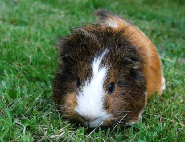How Many Guinea Pigs In A Litter