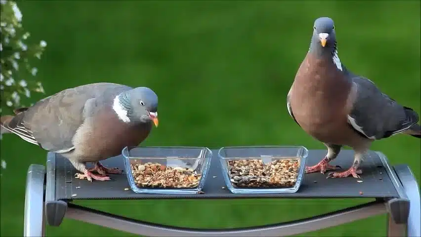 What Do Pigeon Eat