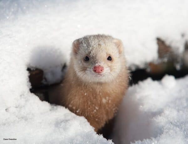 Do Ferrets Like Cold Weather