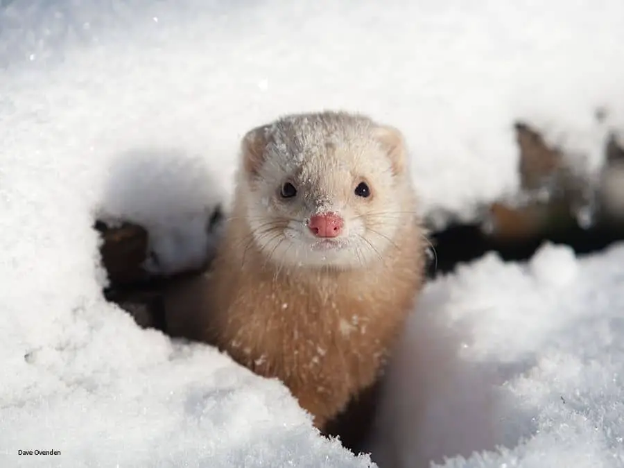 Do Ferrets Like Cold Weather