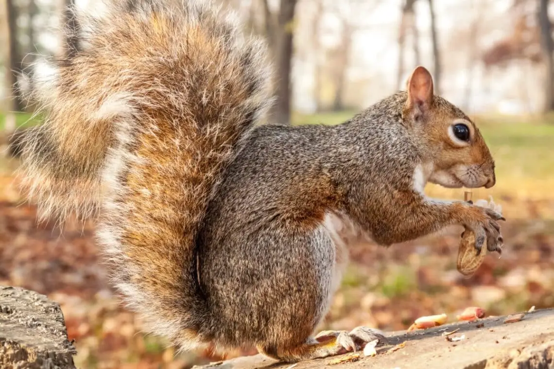 Are Squirrels Omnivores