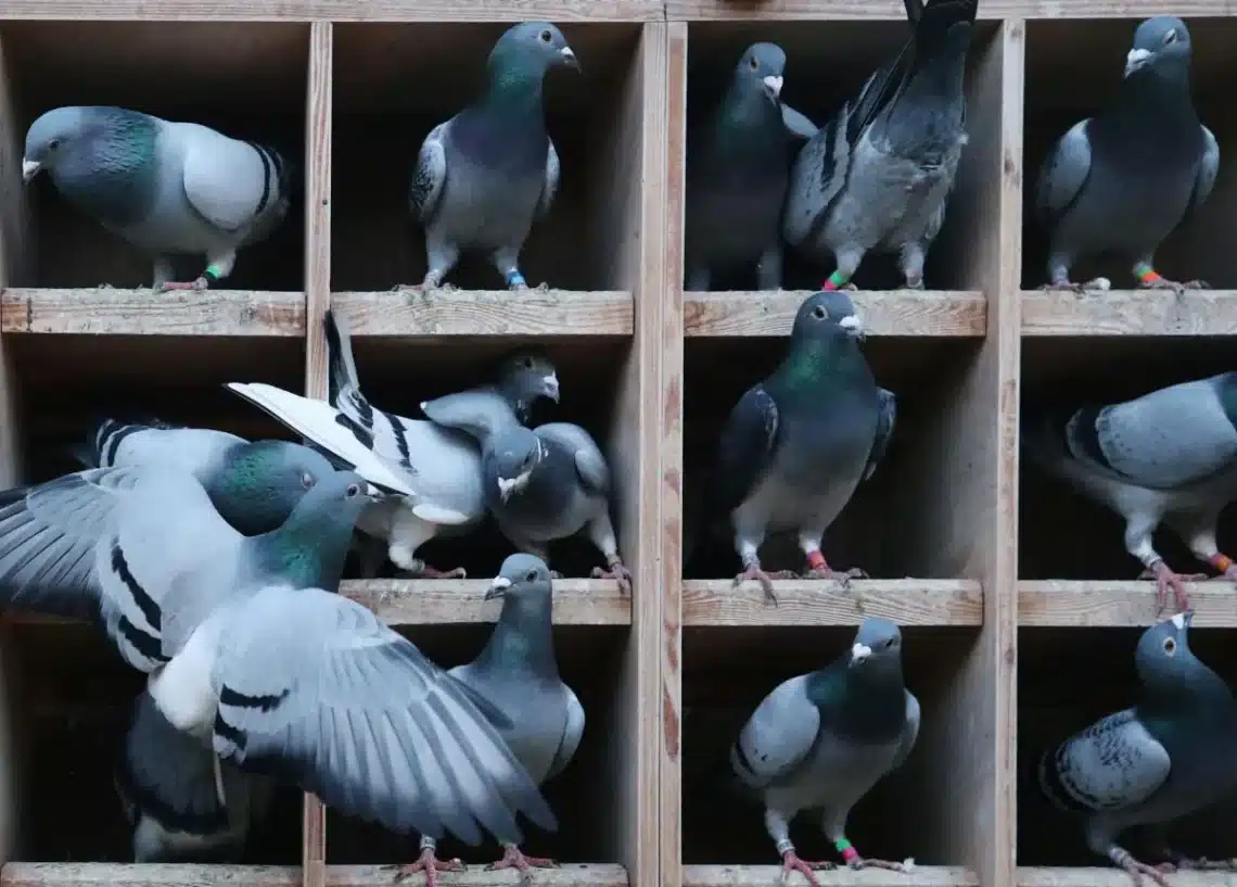 What Is A Pigeon Hole