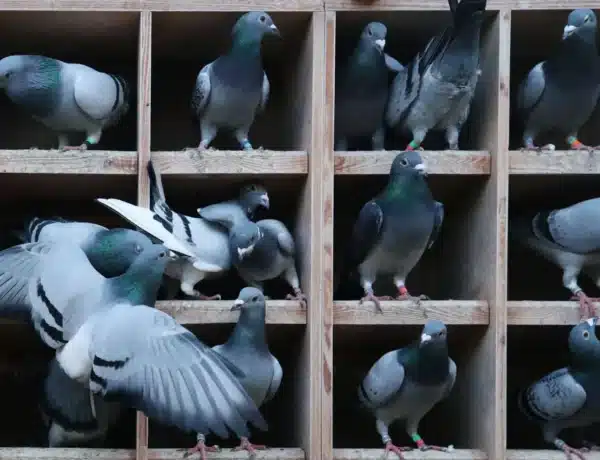 What Is A Pigeon Hole