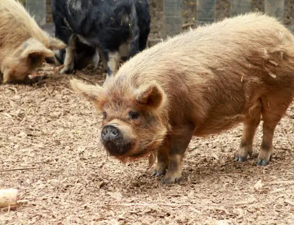 What Is The Smallest Breed Of Pigs