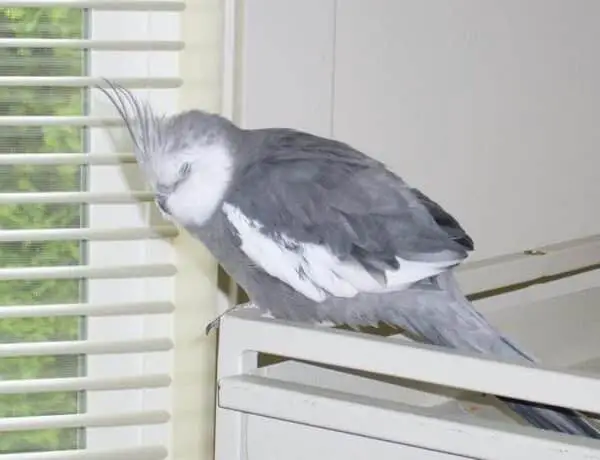 How Do Cockatiels Sleep