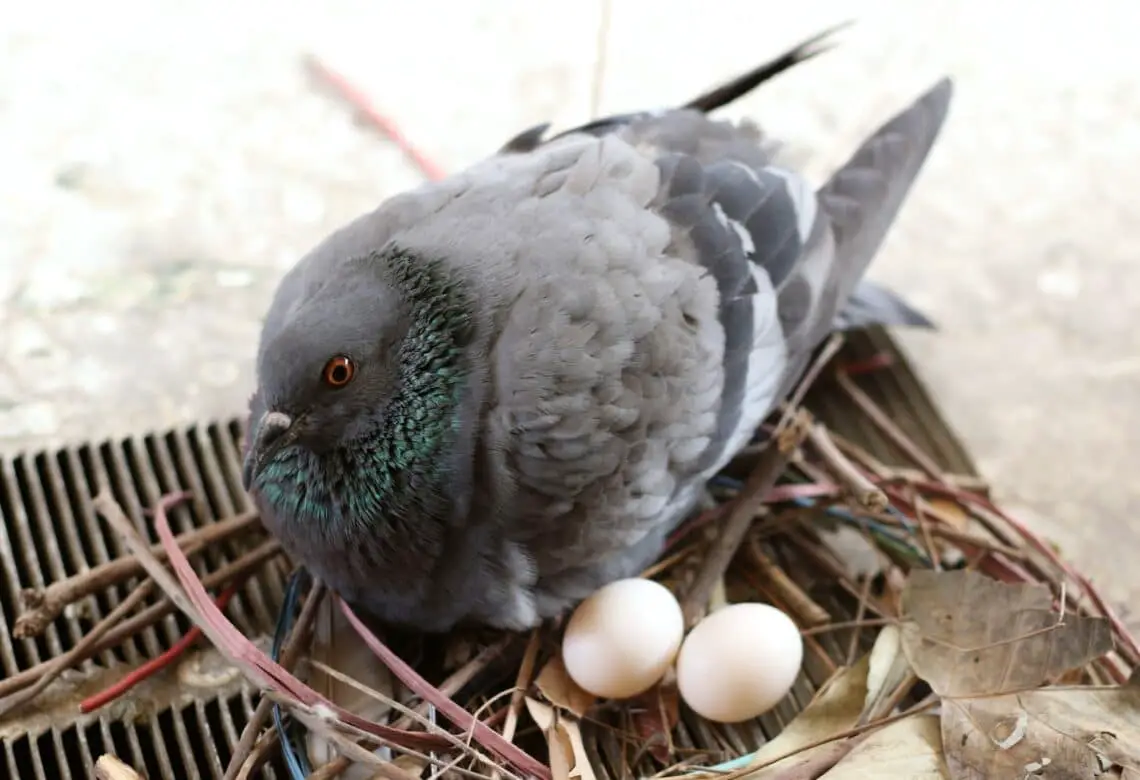 Do Pigeons Build Nests