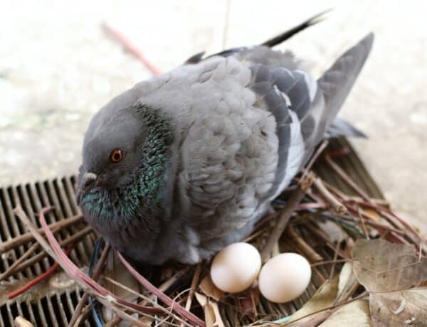 Do Pigeons Build Nests
