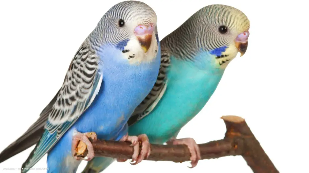 How To Tell The Age Of A Parakeet