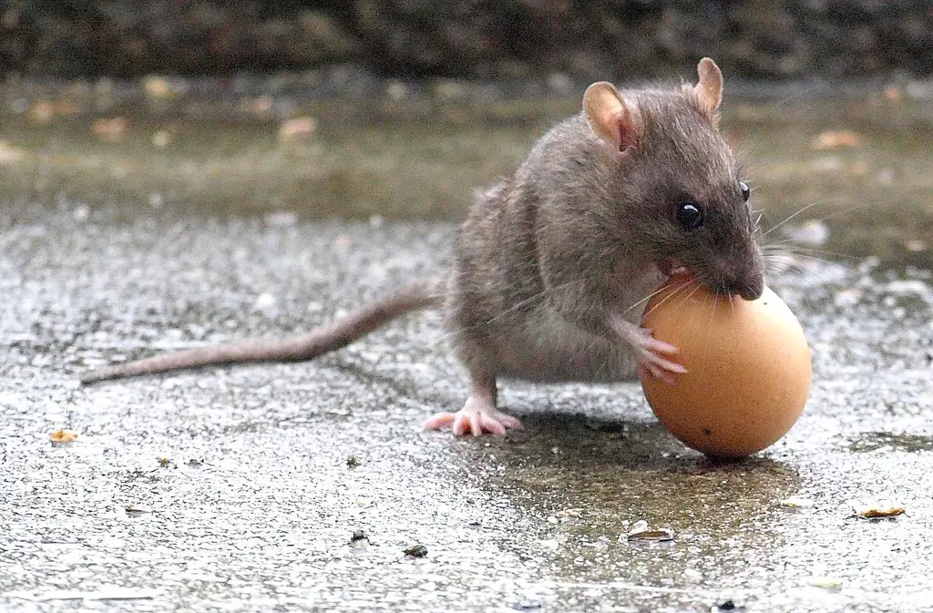 Do Rats Lay Eggs