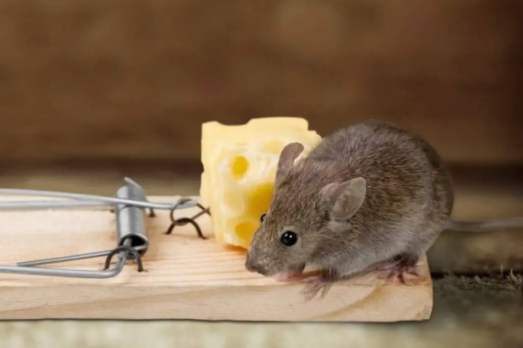 What Is The Best Trap For Mice And Rats