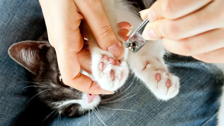 How Often To Trim Cat Nails