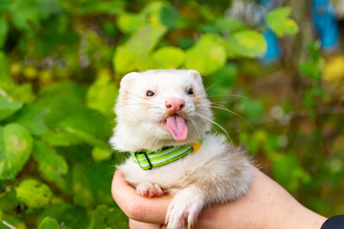 How To Train A Ferret