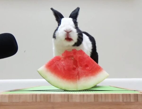Can Rabbits Have Watermelon