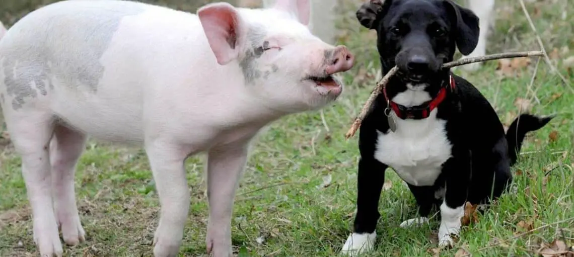 Are Dogs Smarter Than Pigs