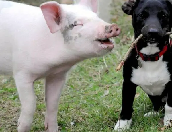 Are Dogs Smarter Than Pigs