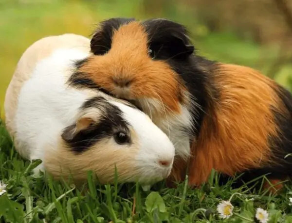 How Big Can Guinea Pigs Get