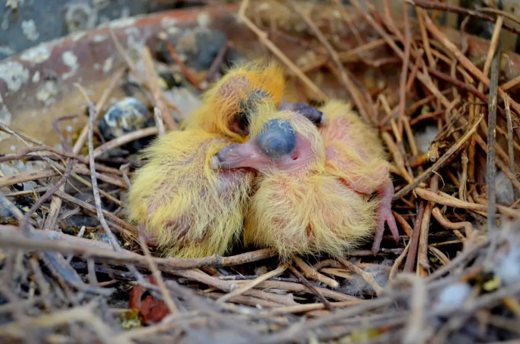 Are Baby Pigeons Real