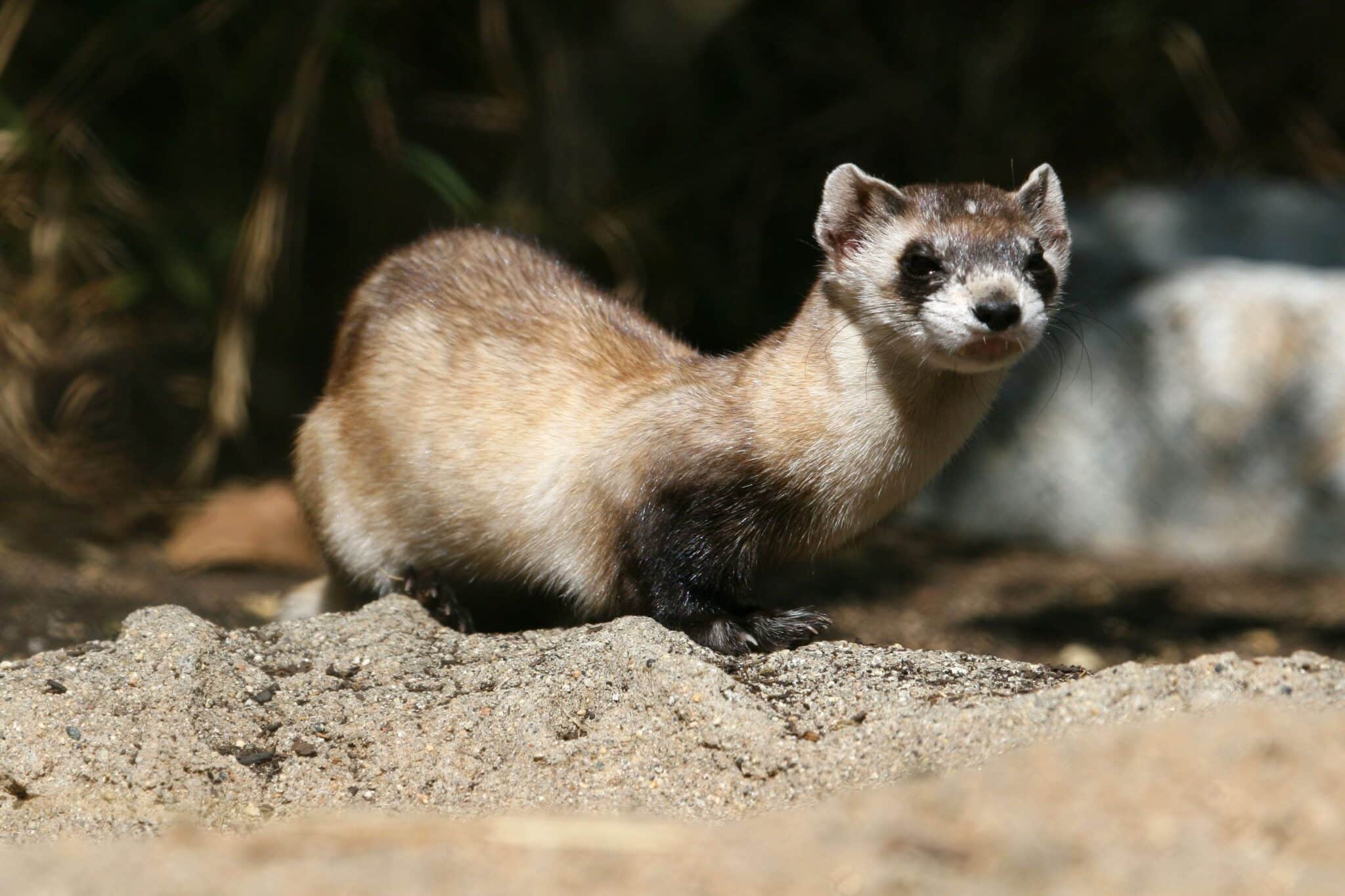 What Animal Looks Like A Ferret