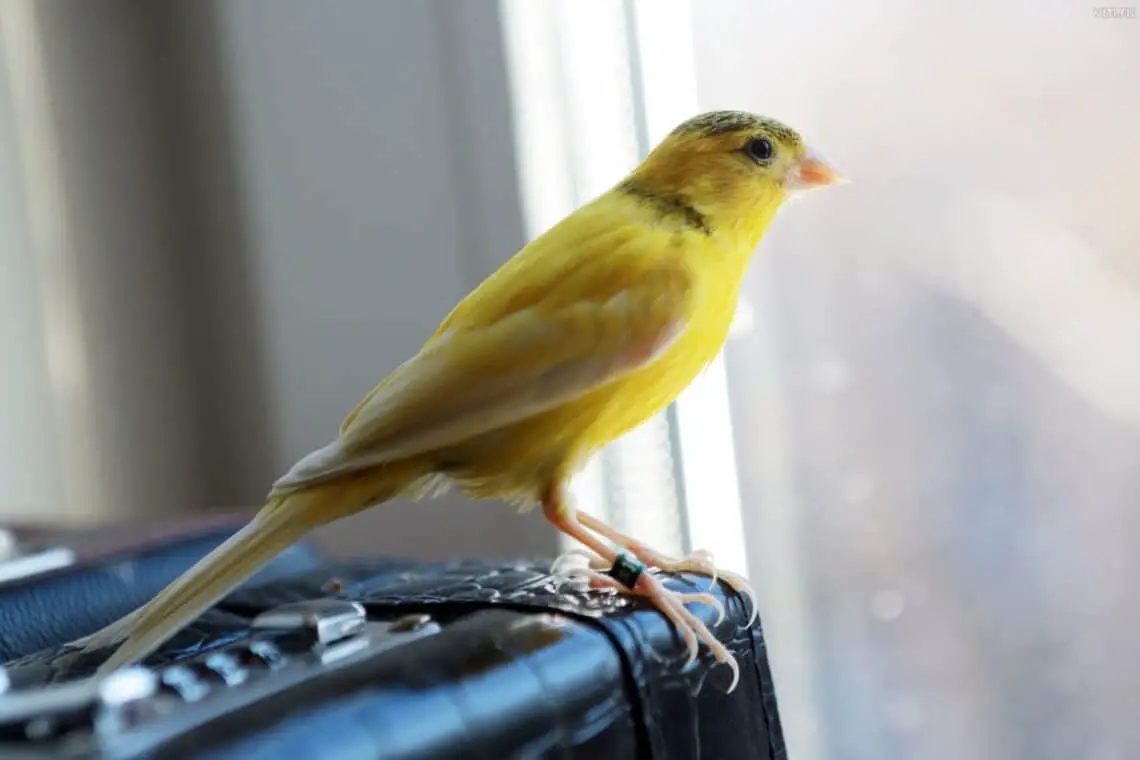How Long Do Canaries Live