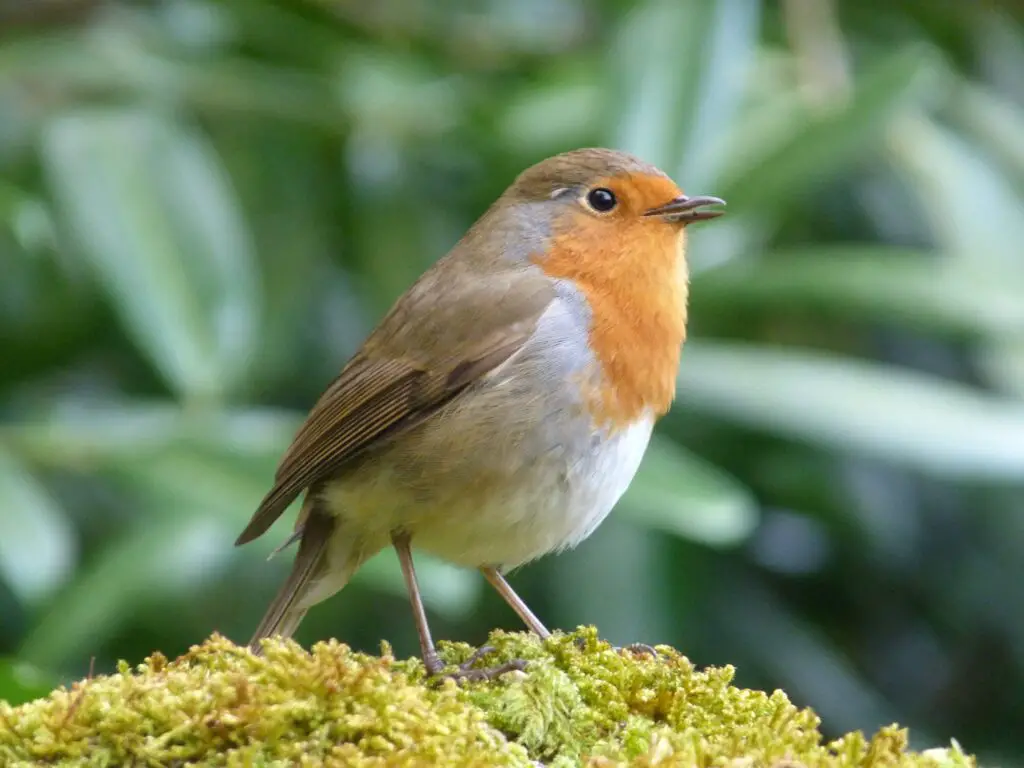 How Long Do Robins Live In The Wild