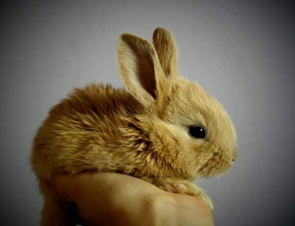 What Do Rabbits Symbolize