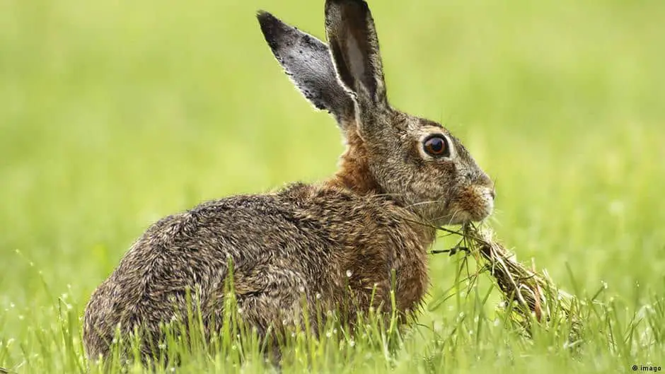 What's The Difference Between A Rabbit And A Hare