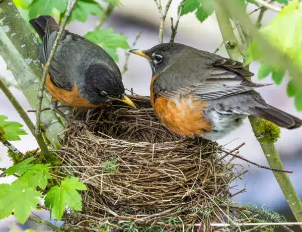 Do Robins Reuse Their Nests